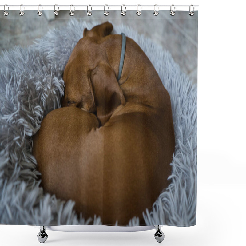 Personality  An Red-haired Dachshund Is Resting In A Grey Bed. Dachshund Sleeping In Bed. Spain Shower Curtains