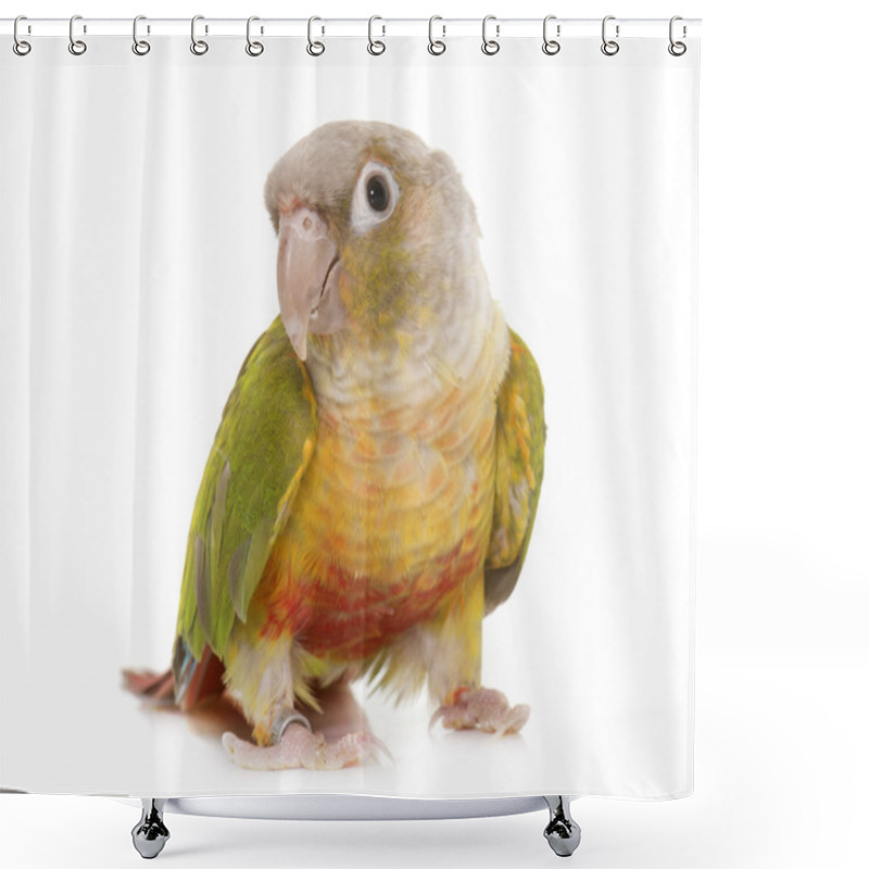 Personality  Conure In Studio Shower Curtains