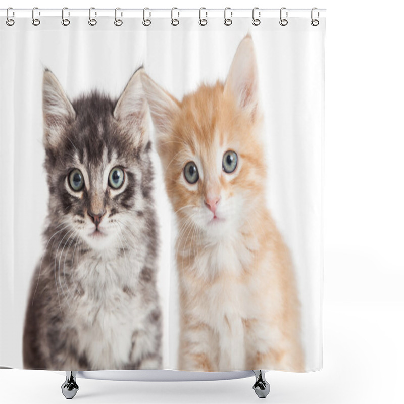 Personality  Closeup Two Cute Tabby Kittens Shower Curtains