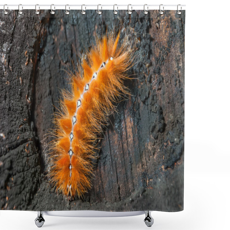 Personality  Caterpillar Shower Curtains