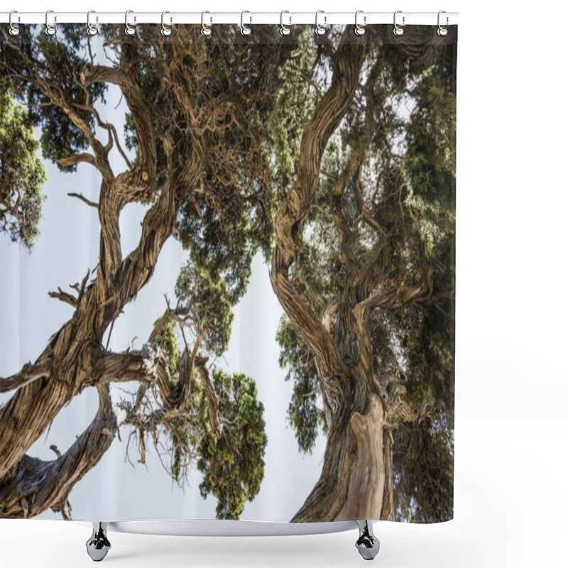 Personality  Ancient Phoenicean Junipers (Juniperus Phoenicea) On The Beach, Near Sartne, Corsica, France, Europe  Shower Curtains