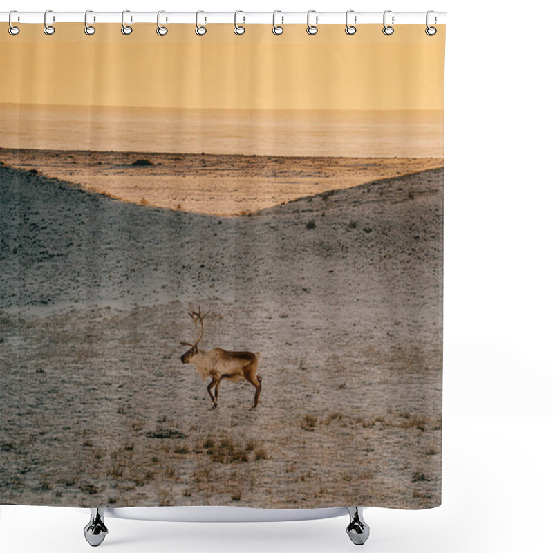 Personality  A Reindeer Running On A Frosty Tundra At Sunrise In East Iceland. Shower Curtains