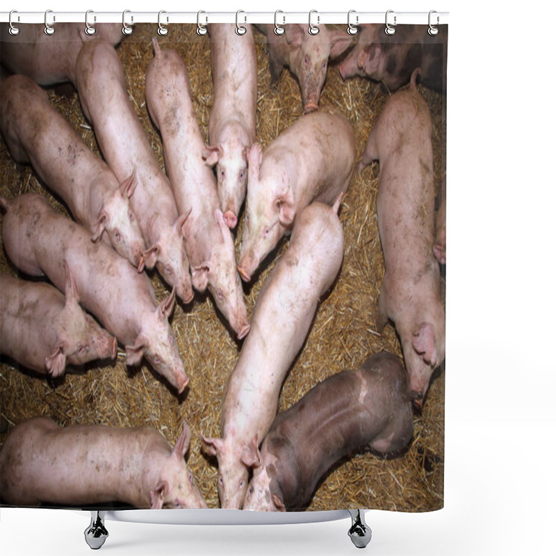 Personality  Pigs Living On Organic Farm. Pig On The Farm. Pigs Household Shower Curtains