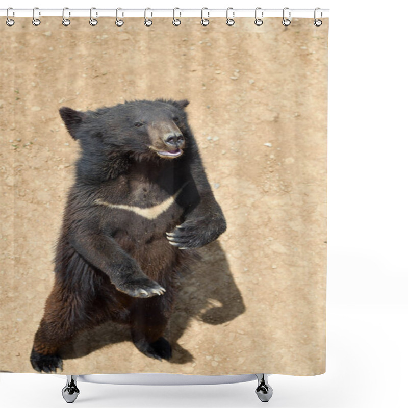 Personality  The Asian Black Bear Shower Curtains