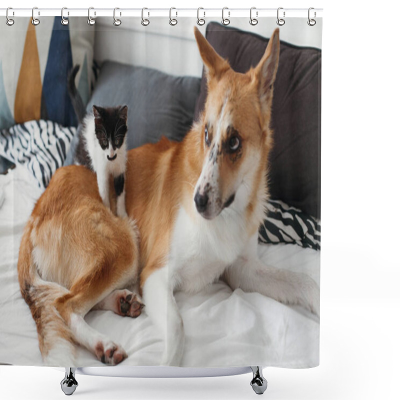 Personality  Cute Little Kitty Sitting On Big Golden Dog On Bed With Pillows In Stylish Room. Adorable Black And White Kitten And Puppy With Funny Emotions Playing Together On Blanket. Best Friends Shower Curtains