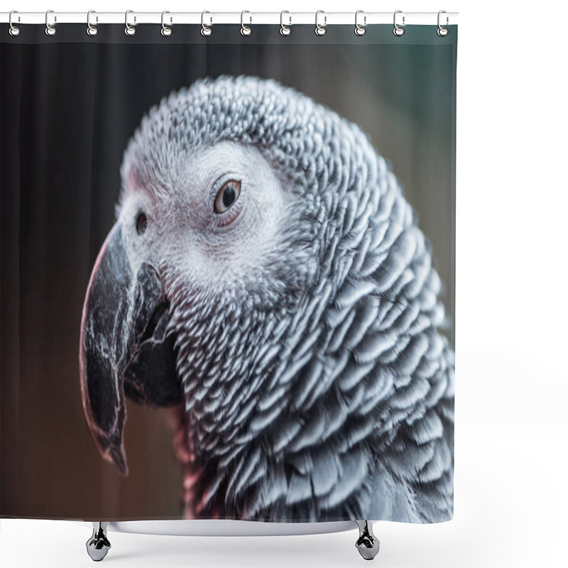 Personality  Close Up View Of Vivid Grey Fluffy Parrot Looking At Camera Shower Curtains