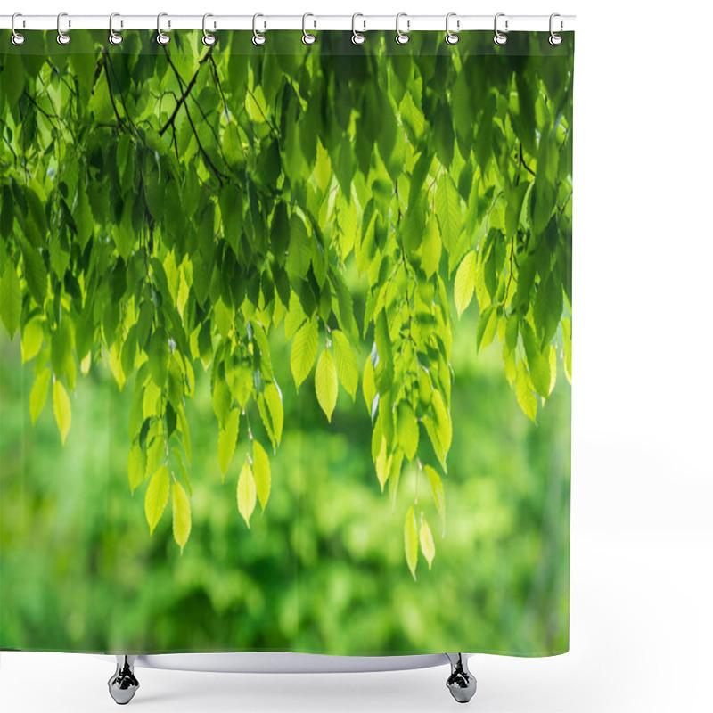 Personality  Backlit Green Leaves On A Branches Of A Tree In Summer, Can Be Used As Background Overlay Shower Curtains