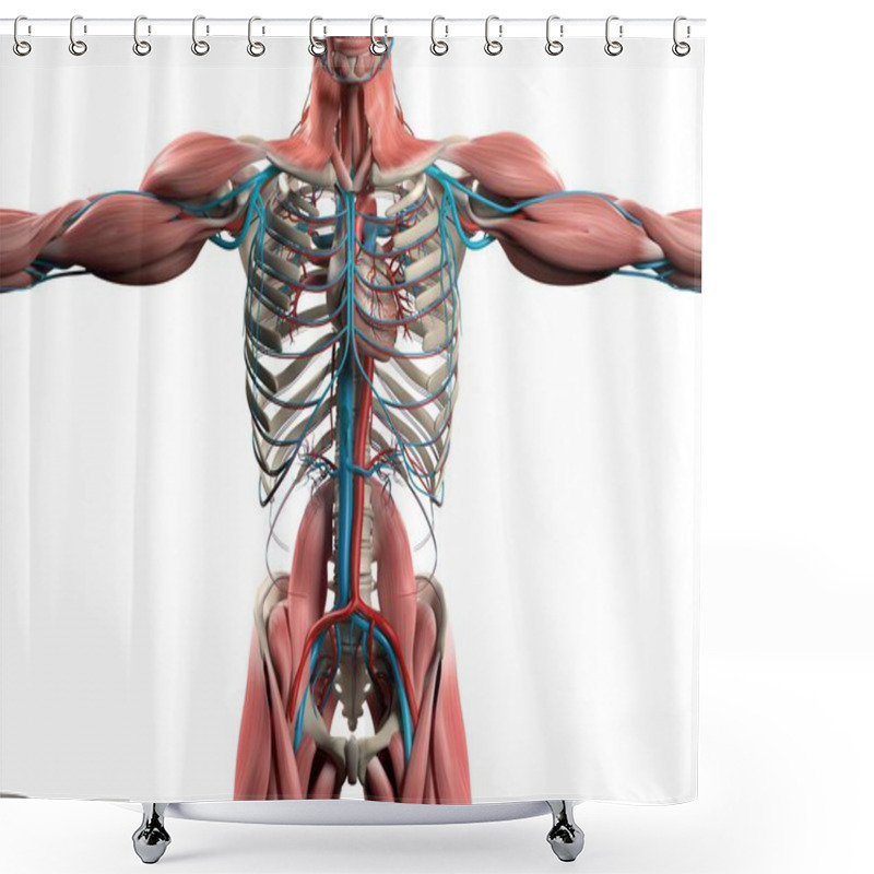 Personality  Human Heart Anatomy Model Shower Curtains