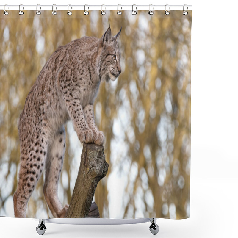 Personality  Eurasian Lynx Shower Curtains