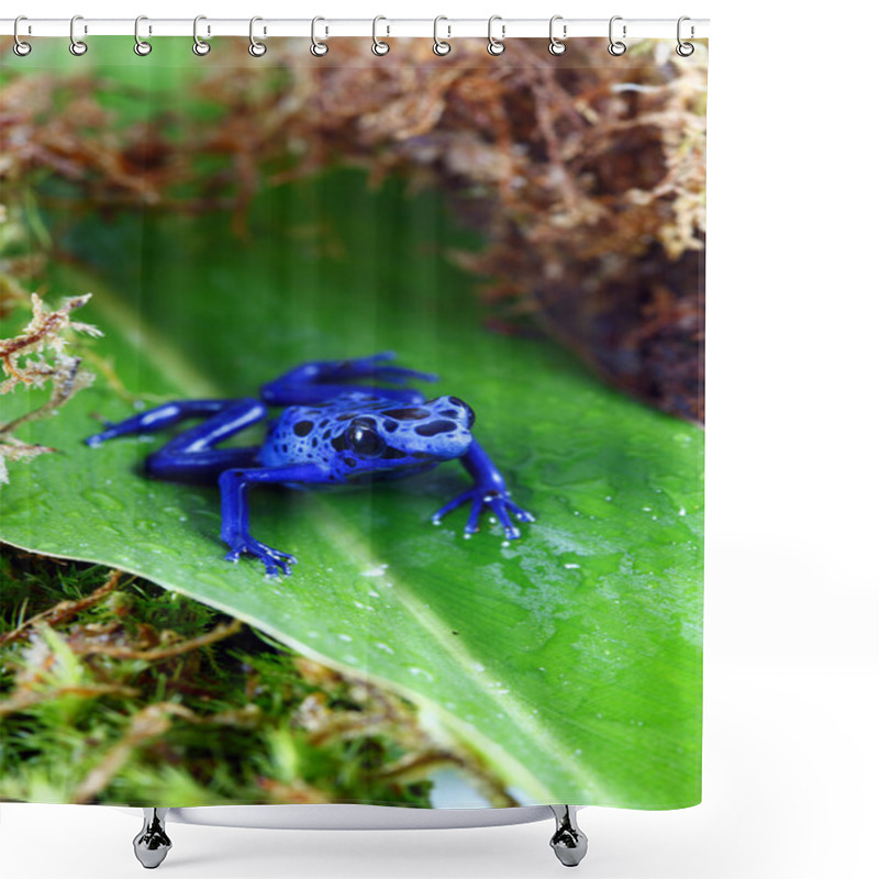 Personality  Blue Poison Dart Frog Shower Curtains