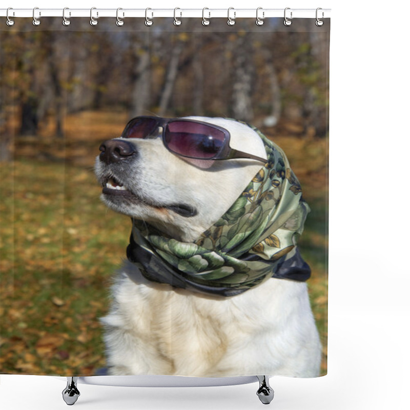 Personality  Very Fashionable Dog. Golden Retriever In A Silk Scarf And Sunglasses. Shower Curtains