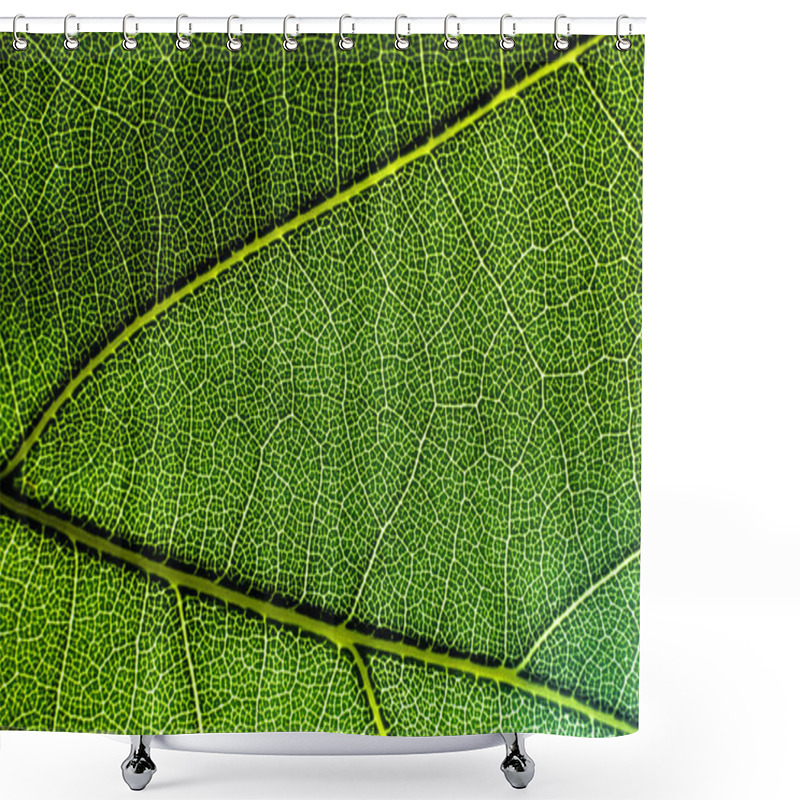 Personality  Vascular Tissue In A Leaf Shower Curtains