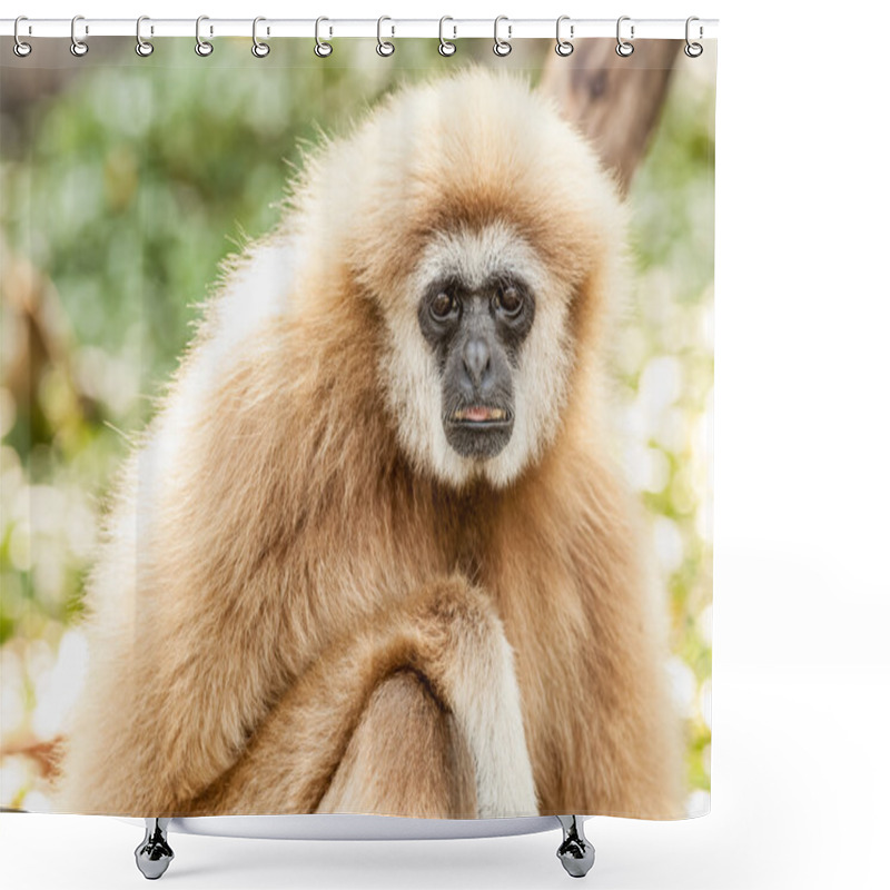 Personality  Northern White Cheeked Gibbon Shower Curtains