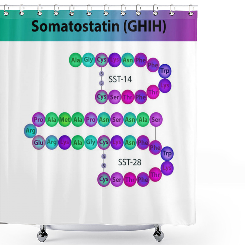 Personality  Somatostatin GHIH Hormone Peptide Primary Structure. Biomolecule Schematic Amino Acid Sequence On White Background. Shower Curtains