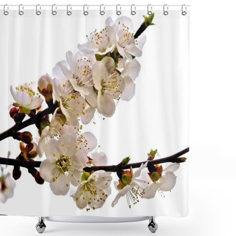 Personality  The Branch Of Flowering Apricot Shower Curtains