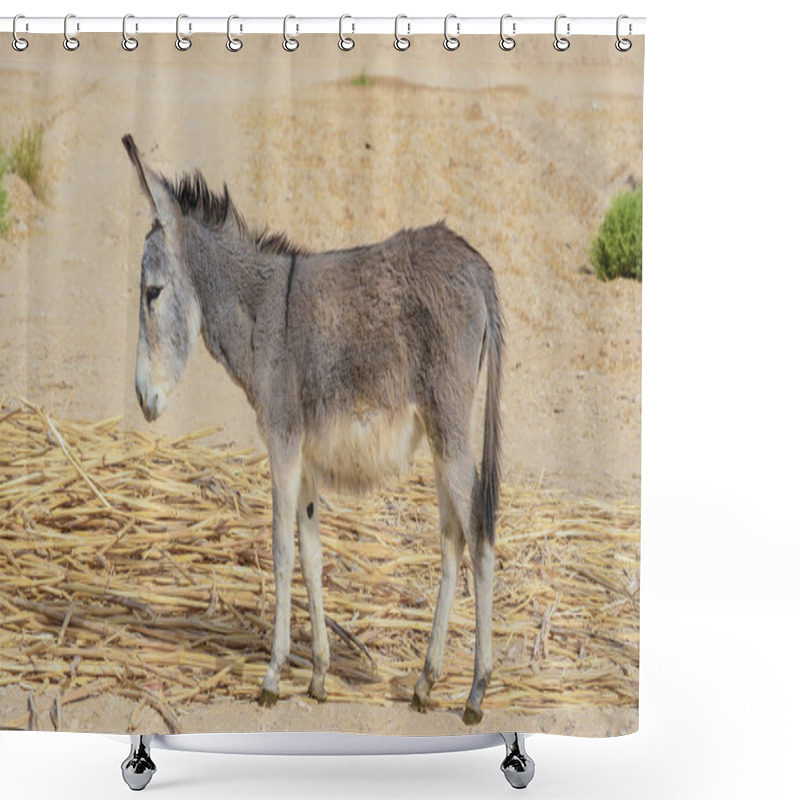 Personality  Donkey Shower Curtains