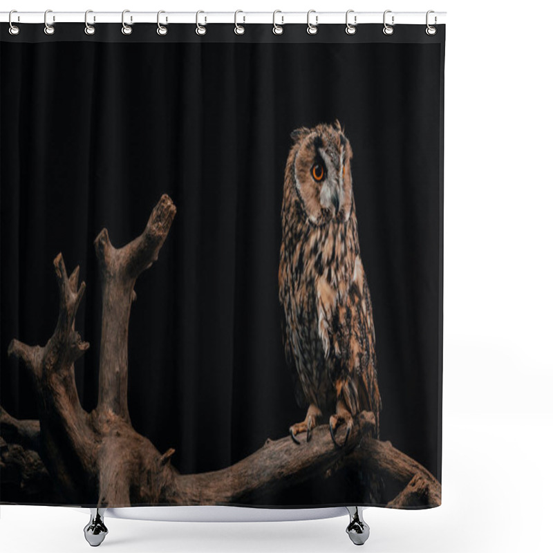 Personality  Cute Wild Owl Sitting On Wooden Branch Isolated On Black Shower Curtains