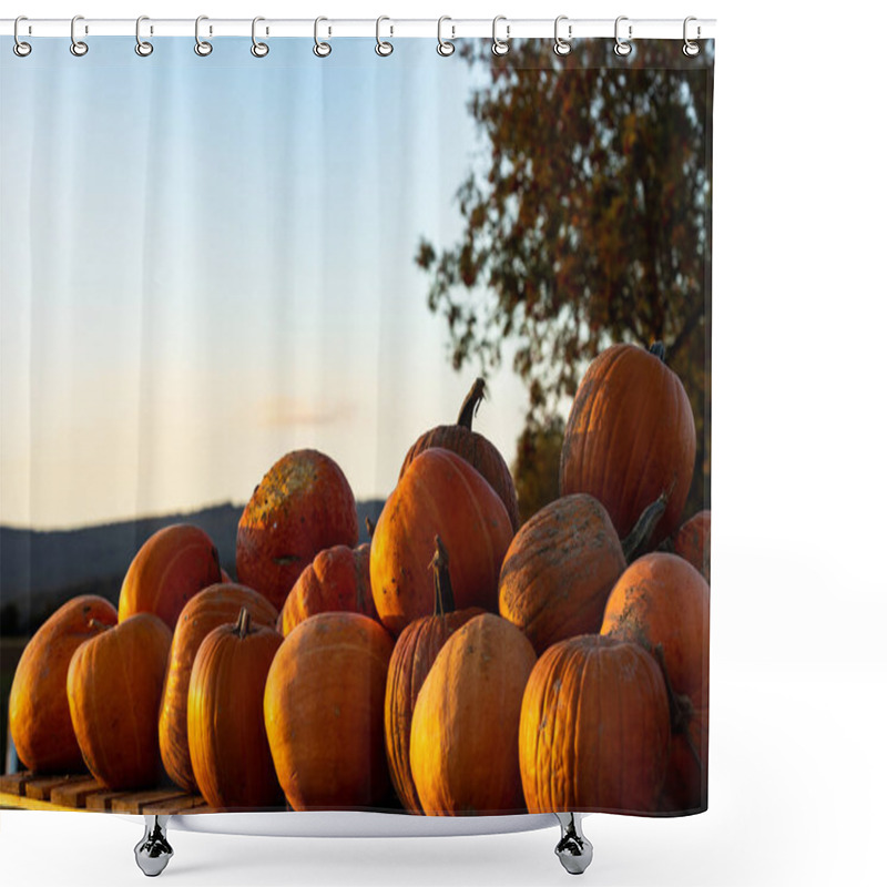 Personality  Pumpkin On The Wooden Pallet. Some Ripe Orange Pumpkins Laying On The Pallet. Late Afternoon In October. Clear Sky In The Background. Shower Curtains