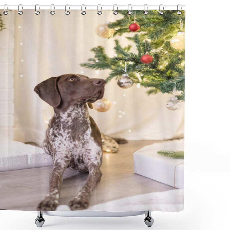 Personality  GSP Dog Laying Under The Christmas Tree Shower Curtains