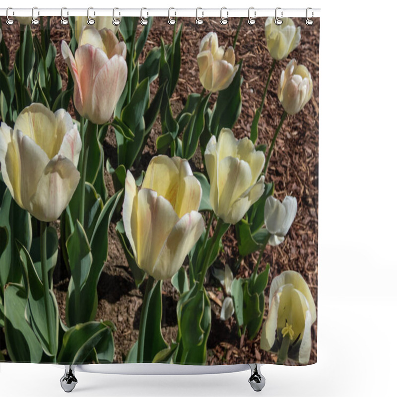 Personality  Close-up Shot Of The Darwin Tulip 'Silverstream' Flowering With Flowers That Are Irregularly Striped From Yellow To Red And White To Pink And White In Spring Shower Curtains