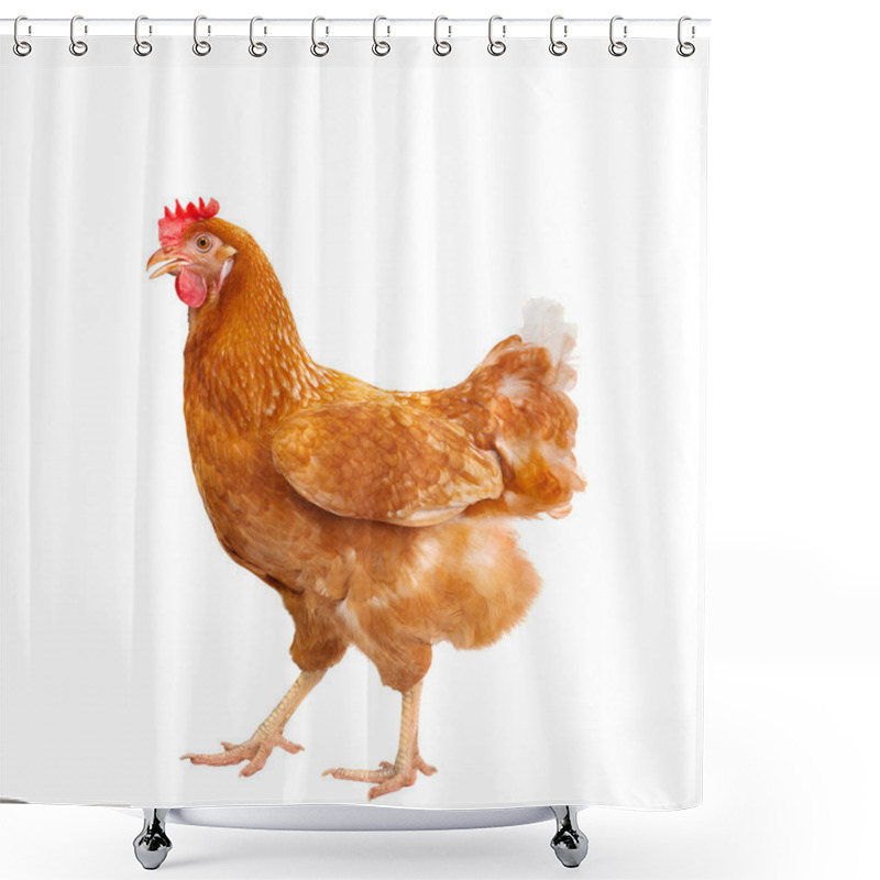 Personality  Full Body Of Brown Chicken Hen Standing Isolated White Backgroun Shower Curtains