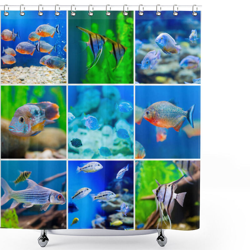 Personality  Blue Saltwater World In Aquarium Shower Curtains