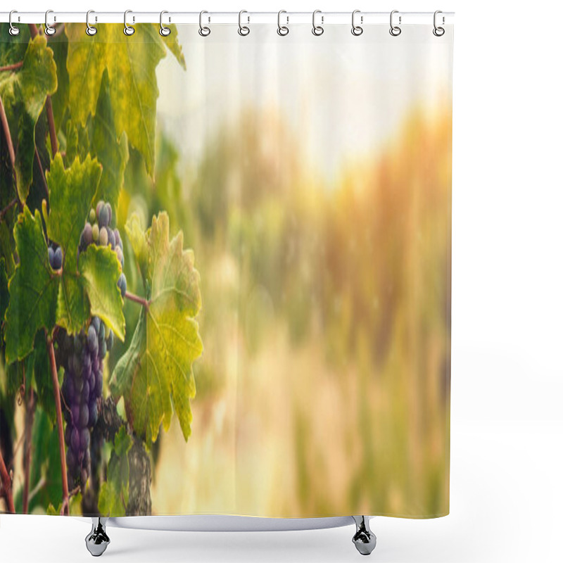 Personality  Nature Background With Vineyard In Autumn Harvest. Ripe Grapes In Fall. Shower Curtains