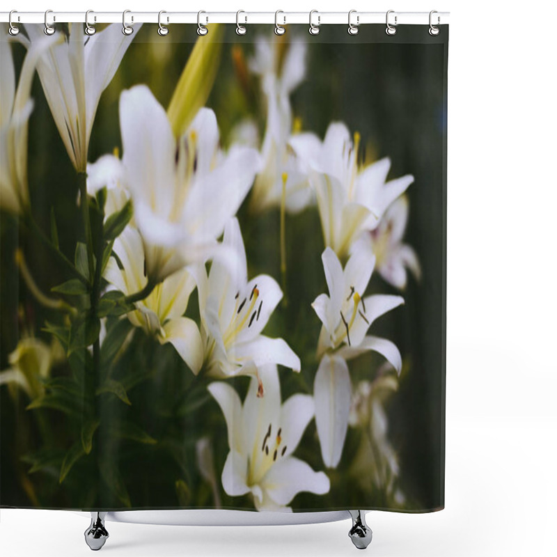 Personality  Beautiful White Lily Flowers On A Background Of Green Leaves Outdoors. Shower Curtains