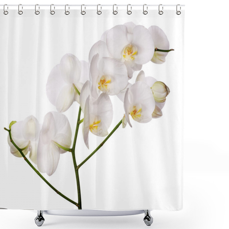 Personality  White Isolated Orchid Flower Branch Shower Curtains