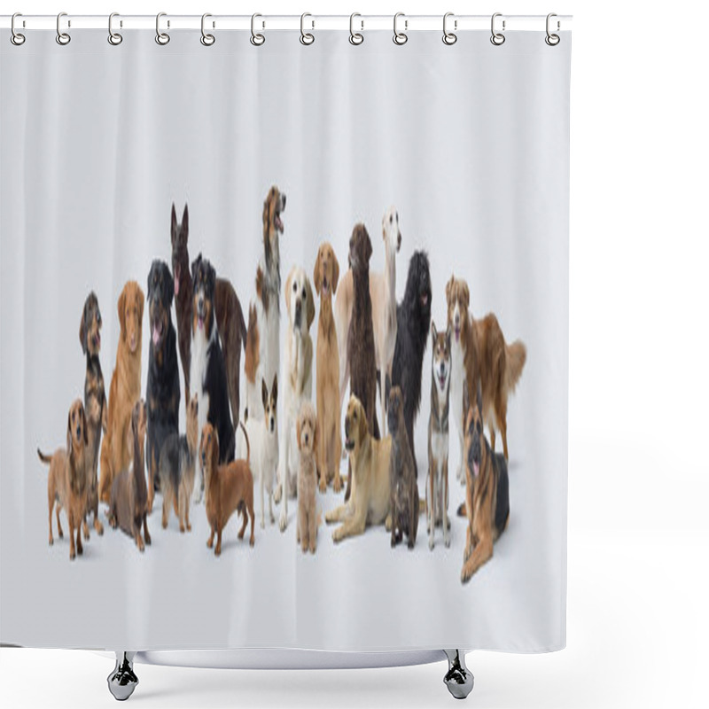 Personality  Large Group Of Different Dogs On White Background, Pets Concept, Copy Space Shower Curtains