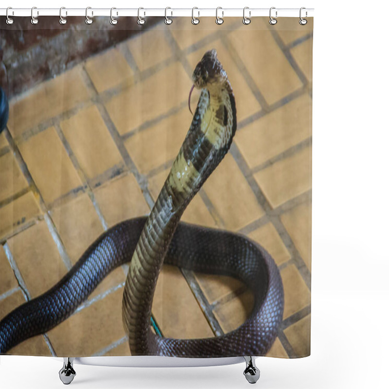 Personality  Dangerous Monocled Cobra Snakes Come Into The House. The Monocled Cobra (Naja Kaouthia), Also Called Monocellate Cobra, Is A Cobra Species Widespread Across South And Southeast Asia. Shower Curtains