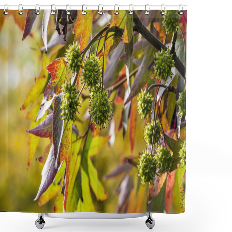 Personality  Close Up Of The Foliage Of A Sweet Gum Tree (liquidambar Styraciflua) In Autumn With Star-shaped Leaves And Spiky Fruits Against  A Background Of Light Green Bokeh Shower Curtains