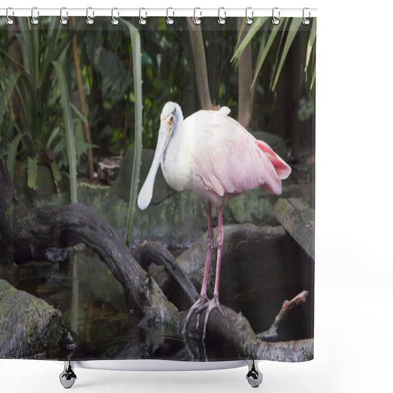 Personality  Roseate Spoonbill (Platalea Ajaja) Shower Curtains