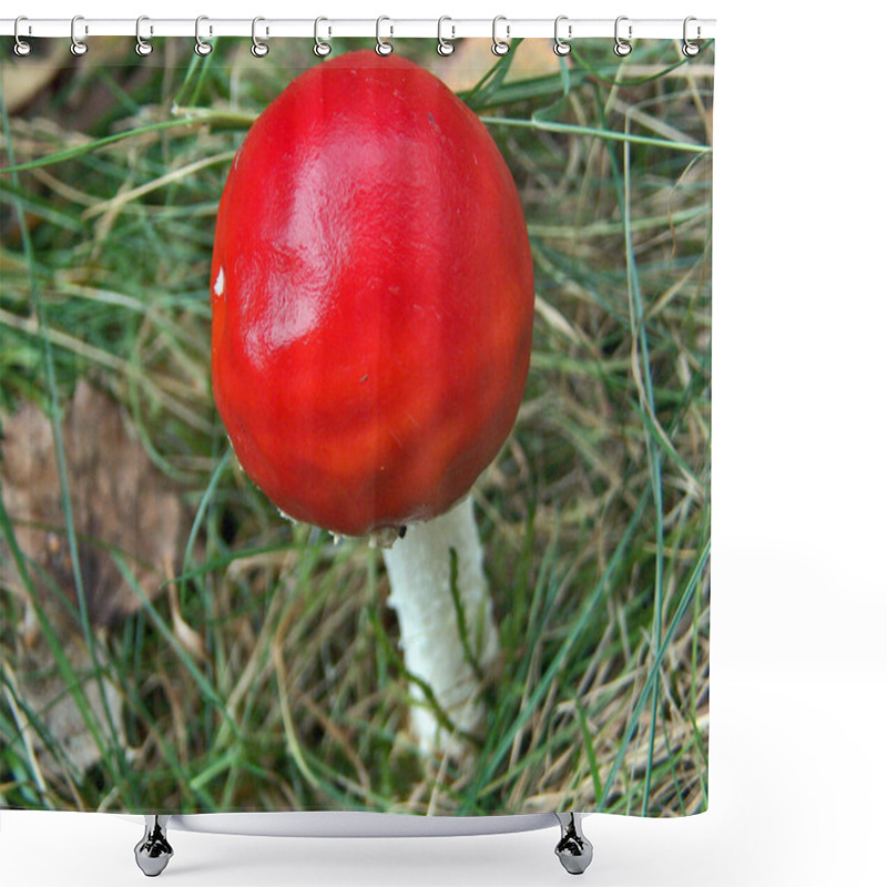 Personality  Fly Mushroom Without Polka Dots,single Shower Curtains