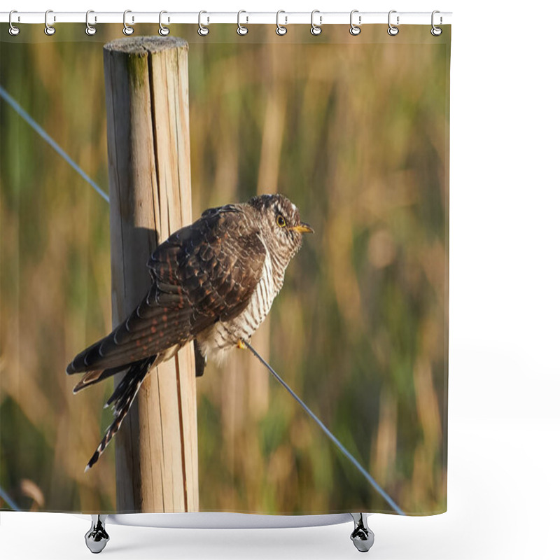 Personality  A Cuckoo On The Wire In Early Autumn Evening Light In Espoo, Finland Shower Curtains