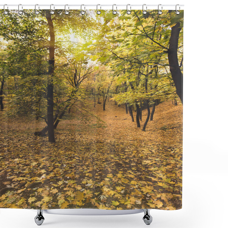 Personality  Beautiful Autumn Forest Shower Curtains