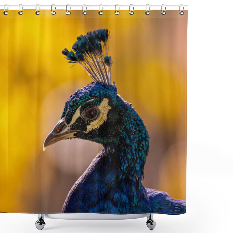 Personality  The Indian Peafowl, A Vibrant Omnivore, Eats Grains, Seeds, And Insects. Photographed In Lush Gardens. Shower Curtains