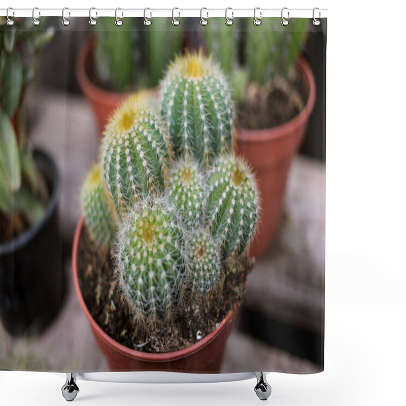 Personality  Cactus Top View, Photo Taken In A Store Selling Plants, Seedlings And Seeds. Soft Focus Shower Curtains