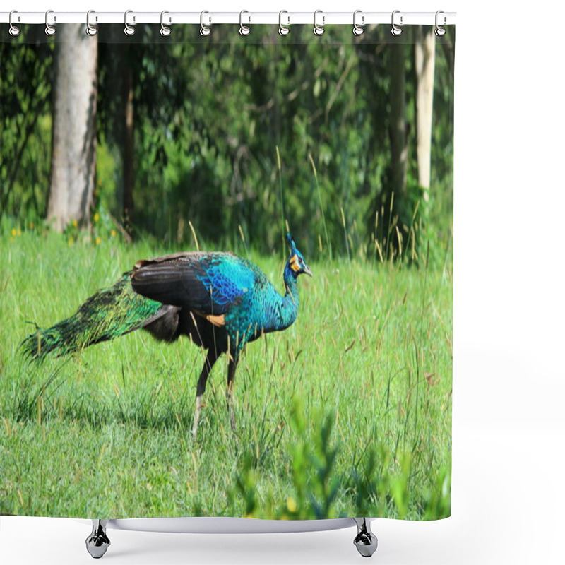 Personality  Thailand Peacock Shower Curtains