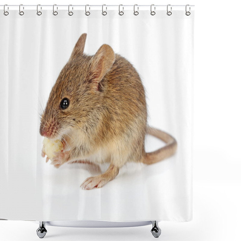 Personality  House Mouse Eating Cheese (Mus Musculus) Shower Curtains