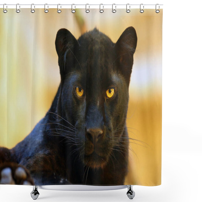 Personality  The Leopard (Panthera Pardus) Portrait. Melanistic Leopards Are Also Called Black Panthers. Shower Curtains