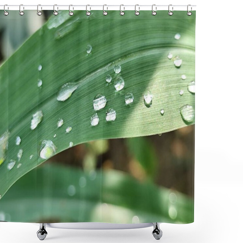 Personality  Close-up Of Corn Leaves Wet From Rainwater Shower Curtains