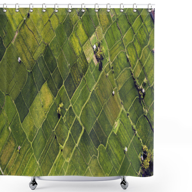 Personality  Green Plantation Of Growing Cultivation Rice  Shower Curtains