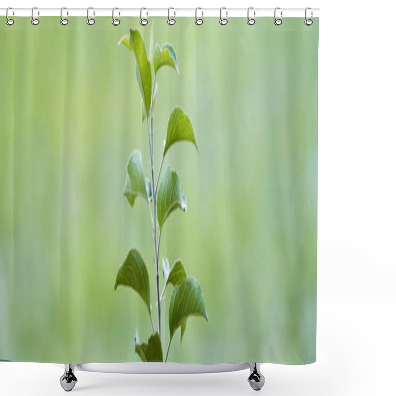 Personality  Young Green Seedling Growing On Blurred Background, Ecology Concept, Banner Shower Curtains