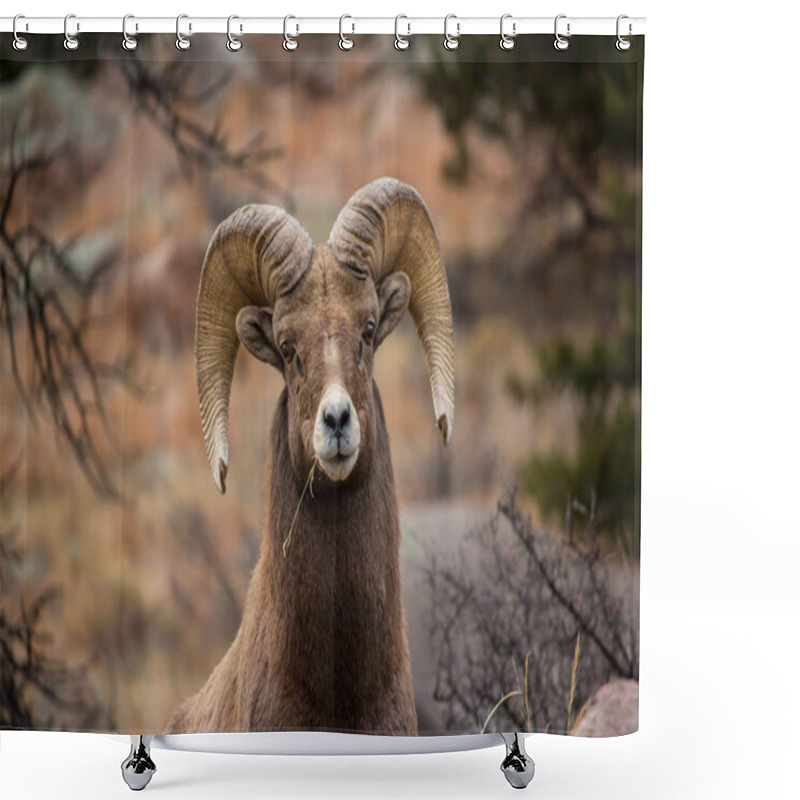 Personality  Close Up Of A Bighorn Sheep Ram Chewing On A Piece Of Grass. Shower Curtains