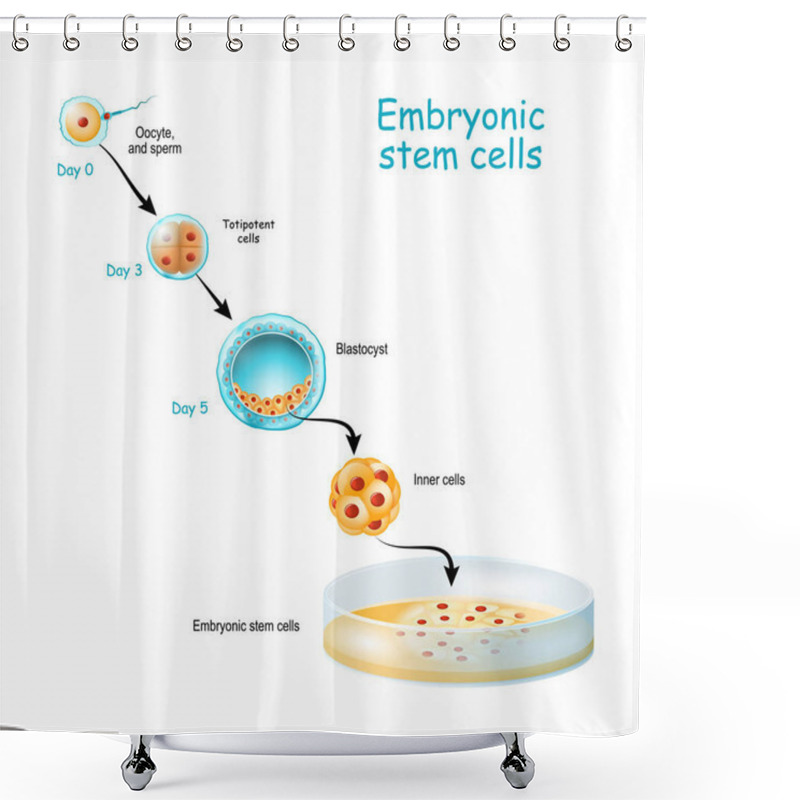 Personality  Embryonic Stem Cells Cultivation In Vitro. Shower Curtains