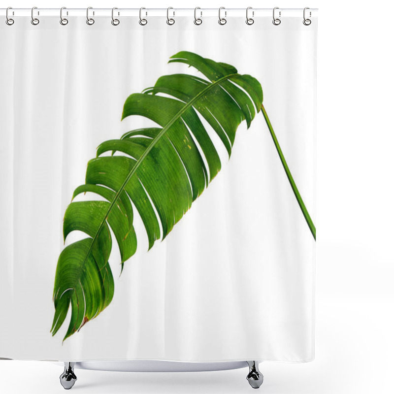 Personality  Heliconia Chartacea Leaves,Tropical Leaf, Bird Of Paradise Foliage Isolated On White Background, With Clipping Path                                Shower Curtains