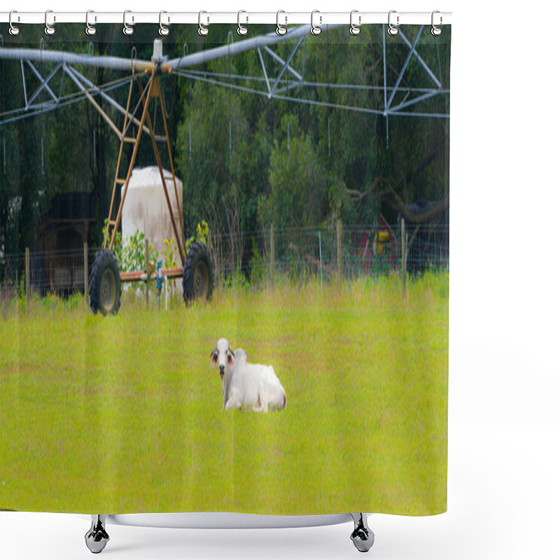 Personality  Large Male Free Range Zebu Cattle - Bos Taurus Indicus - Relaxed And Laying In Open Field, Meadow, Pasture Or Prairie With Large Agriculture Farming Water Equipment In The Background Shower Curtains