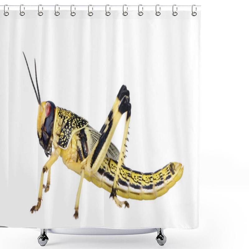 Personality  Side View Of Larva Of Desert Locust, Schistocerca Gregaria, In Front Of White Background, Studio Shot Shower Curtains