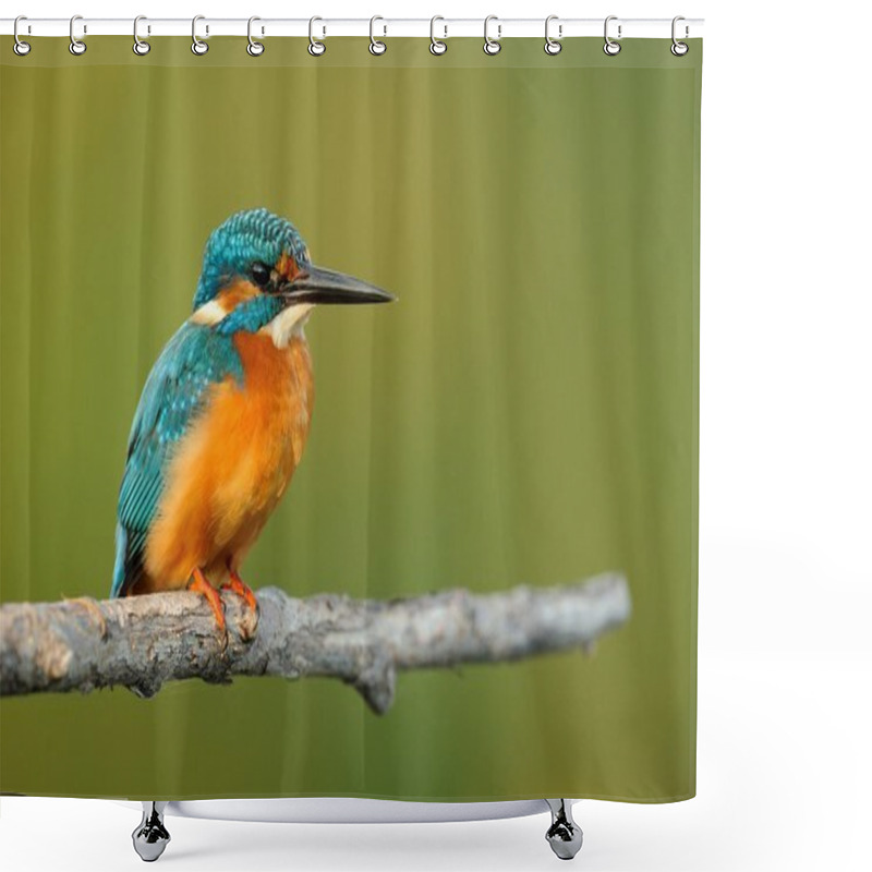 Personality  Kingfisher (Alcedo Atthis) Shower Curtains